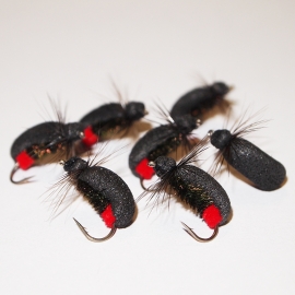 Red Butt Foam Beetle