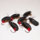 Red Butt Foam Beetle