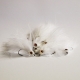 White Marabou Minnow