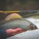 Vision Nymphing Hero 2 Fly Rod  10.6ft 3wt